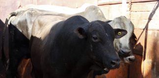 Importation de bovins brésiliens : 2 800 têtes débarquent au port de Jorf Lasfar Importation de bovins brésiliens : 2 800 têtes débarquent au port de Jorf Lasfar