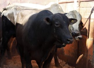 Importation de bovins brésiliens : 2 800 têtes débarquent au port de Jorf Lasfar Importation de bovins brésiliens : 2 800 têtes débarquent au port de Jorf Lasfar