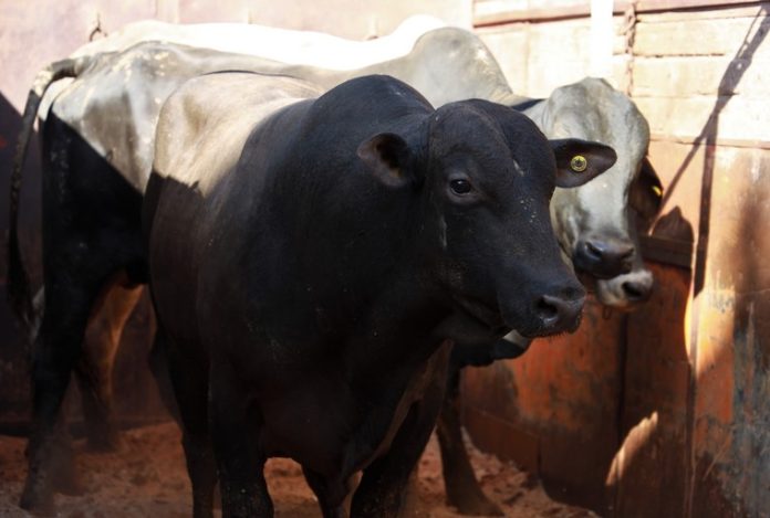 Importation de bovins brésiliens : 2 800 têtes débarquent au port de Jorf Lasfar