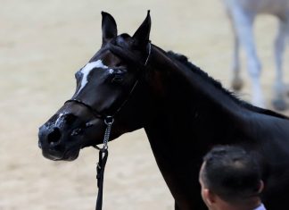 Le Festival équestre de Mata revient en grande pompe à Larache : Du 2 au 4 juin Le Festival équestre de Mata revient en grande pompe à Larache : Du 2 au 4 juin
