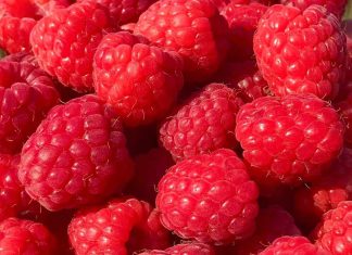 Le Maroc occupe la troisième place dans le classement mondial des exportateurs de framboises fraîches, laissant derrière lui les États-Unis Le Maroc occupe la troisième place dans le classement mondial des exportateurs de framboises fraîches, laissant derrière lui les États-Unis