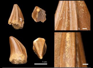 Une nouvelle espèce de mosasaure découverte au Maroc révèle des dents étranges et mystérieuses Une nouvelle espèce de mosasaure découverte au Maroc révèle des dents étranges et mystérieuses