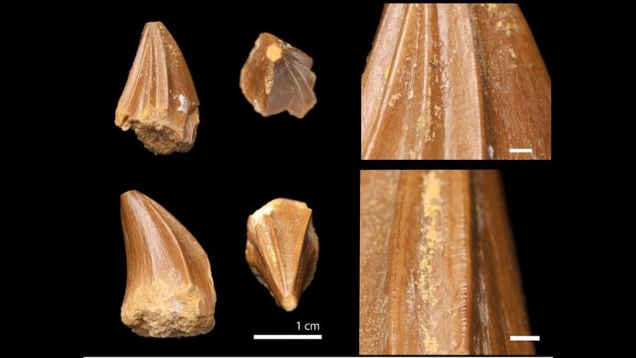 Une nouvelle espèce de mosasaure découverte au Maroc révèle des dents étranges et mystérieuses