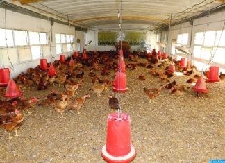 La 24ème édition du Salon Avicole de Casablanca, du 28 au 30 novembre prochain La 24ème édition du Salon Avicole de Casablanca, du 28 au 30 novembre prochain