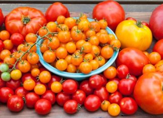 Le Maroc en passe de devenir le principal fournisseur de tomates en Allemagne Le Maroc en passe de devenir le principal fournisseur de tomates en Allemagne