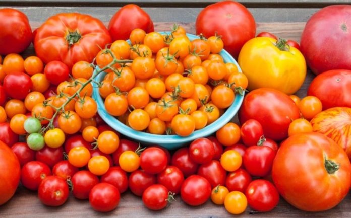 Le Maroc en passe de devenir le principal fournisseur de tomates en Allemagne