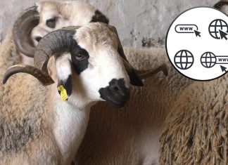 La vente en ligne de moutons au maroc explose La vente en ligne de moutons au maroc explose
