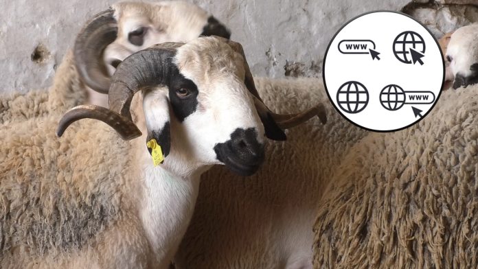 La vente en ligne de moutons au maroc explose