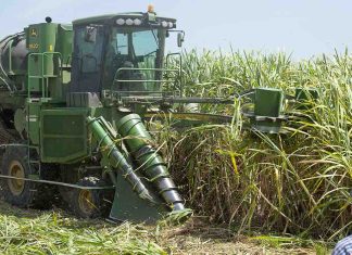 Cosumar annonce un plan de 57 000 hectares pour augmenter la production de sucre Cosumar annonce un plan de 57 000 hectares pour augmenter la production de sucre