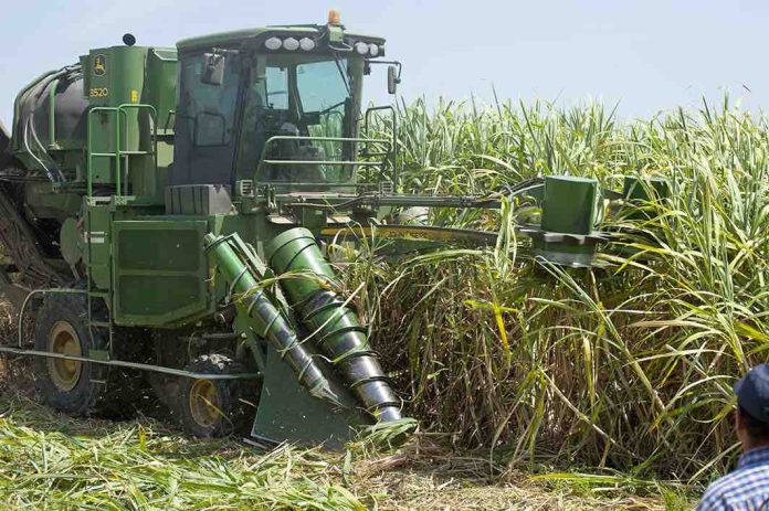 Cosumar annonce un plan de 57 000 hectares pour augmenter la production de sucre