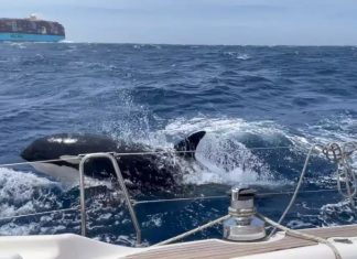 Attaque inattendue : des orques font chavirer un voilier près de Tanger Attaque inattendue : des orques font chavirer un voilier près de Tanger