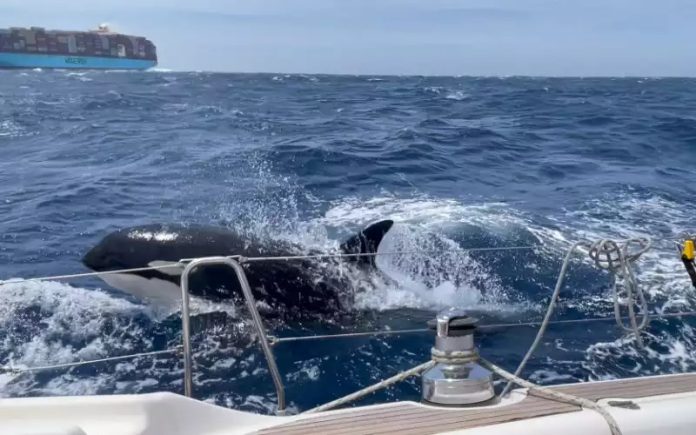 Attaque inattendue : des orques font chavirer un voilier près de Tanger