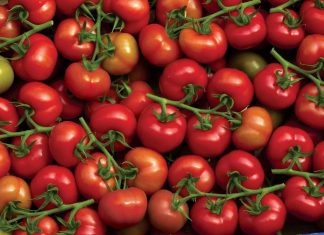 Maroc : Les Causes Expliquant la Hausse des Prix de la Tomate Maroc : Les Causes Expliquant la Hausse des Prix de la Tomate