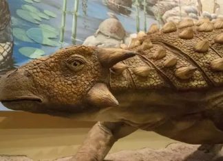 Découverte d’un fossile d’ankylosaure de 168 millions d’années au Maroc Découverte d'un fossile d'ankylosaure de 168 millions d'années au Maroc