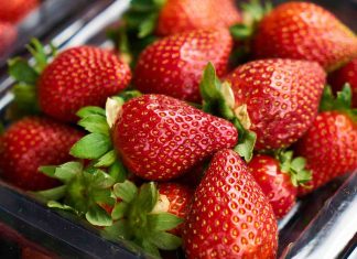 L’ONSSA Enquête sur la Contamination des Fraises et Intensifie les Contrôles L'ONSSA Enquête sur la Contamination des Fraises et Intensifie les Contrôles