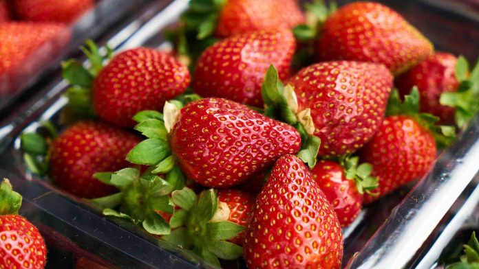 L'ONSSA Enquête sur la Contamination des Fraises et Intensifie les Contrôles