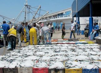 Port de Larache : Les Débarquements de Pêche Augmentent de 10% à Fin Mai Port de Larache : Les Débarquements de Pêche Augmentent de 10% à Fin Mai