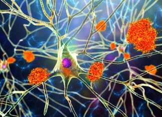 Un lien insoupçonné entre cerveau, immunité et longévité Un lien insoupçonné entre cerveau, immunité et longévité