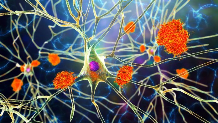 Un lien insoupçonné entre cerveau, immunité et longévité