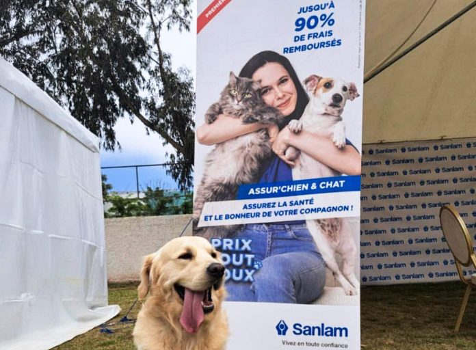 Chiens, chats et couverture santé : une petite révolution signée Sanlam